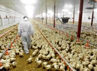 Antybiotyki w hodowli zwierząt ? najważniejsze fakty