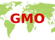 Uprawa roślin GMO w Europie i na świecie